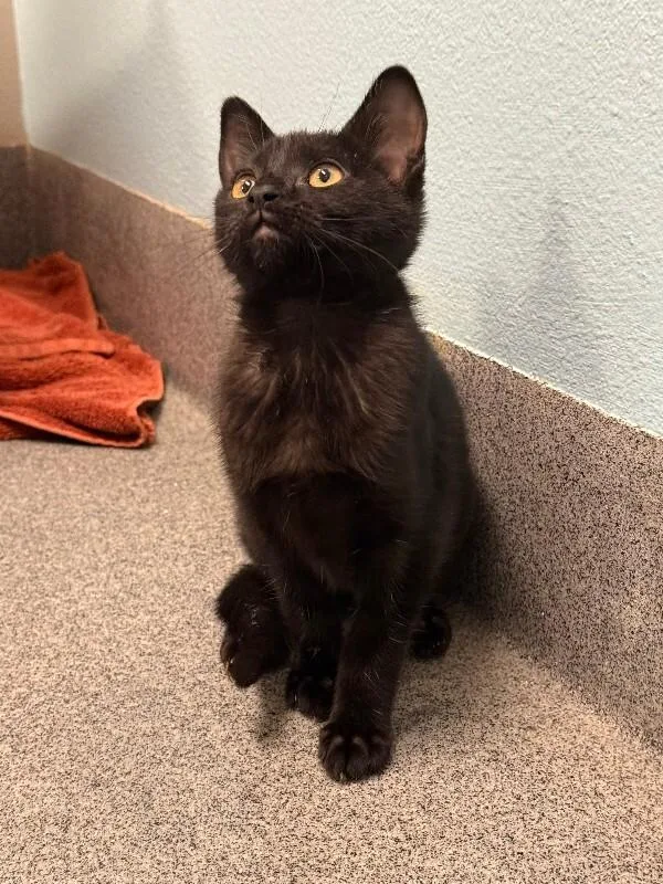 A young medium-sized female Black Domestic Short Hair cat named Galinda for adoption in Fort Collins, CO
