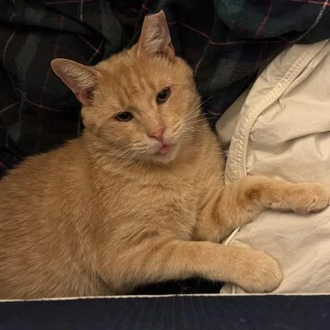 A senior small-sized male Domestic Short Hair cat named Stanley for adoption in Cincinnati, OH