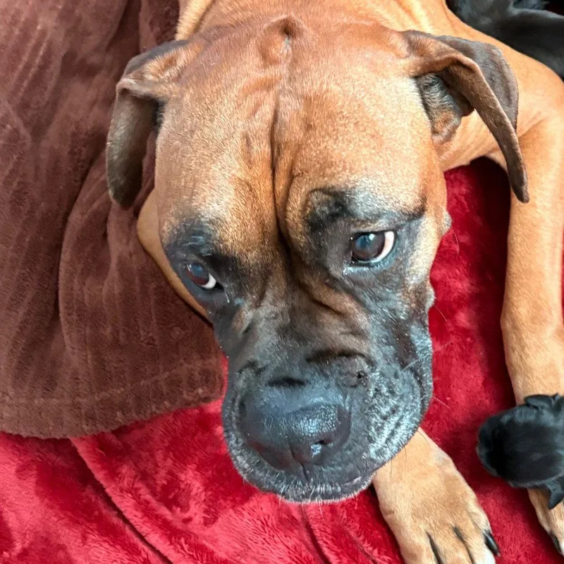 An adult medium-sized female Boxer dog named Maisie for adoption in Dallas, TX