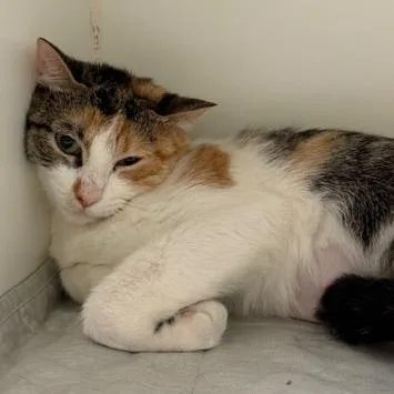 An adult medium-sized female Calico Domestic Short Hair cat named Zoe for adoption in Columbia, MO