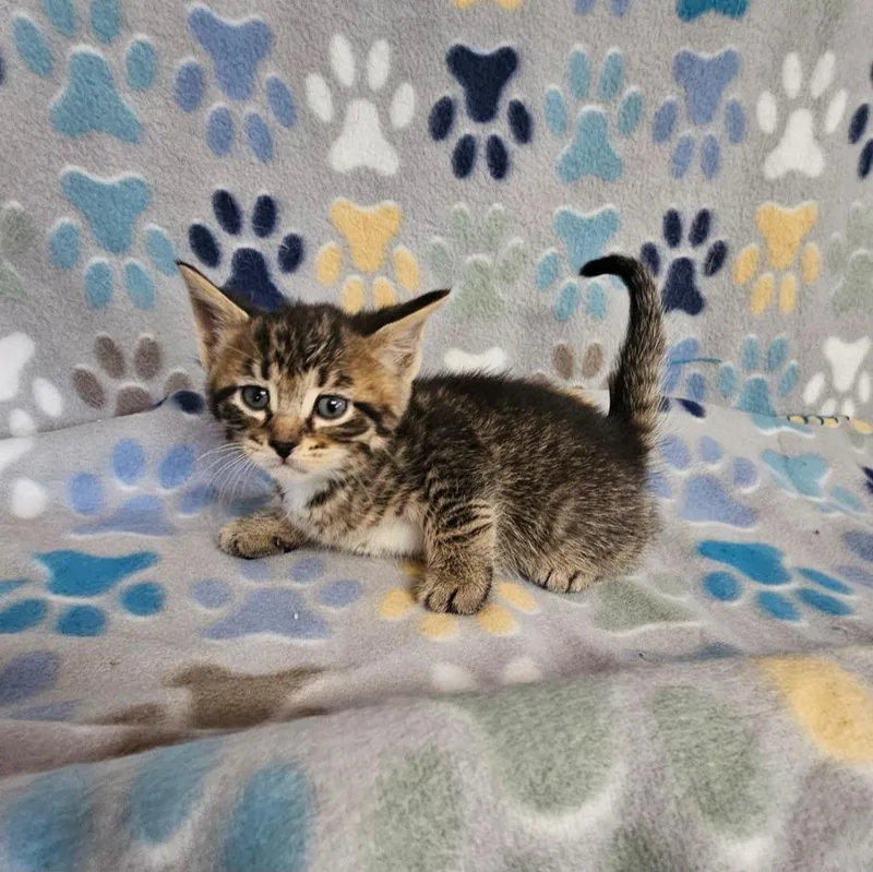 A baby small-sized male Domestic Short Hair cat named Cent for adoption in Wabash, IN