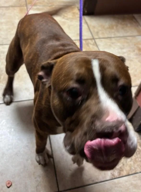 An adult large-sized male Brown / Chocolate Mixed Breed dog named Wiggle Butt for adoption in Cincinnati, OH