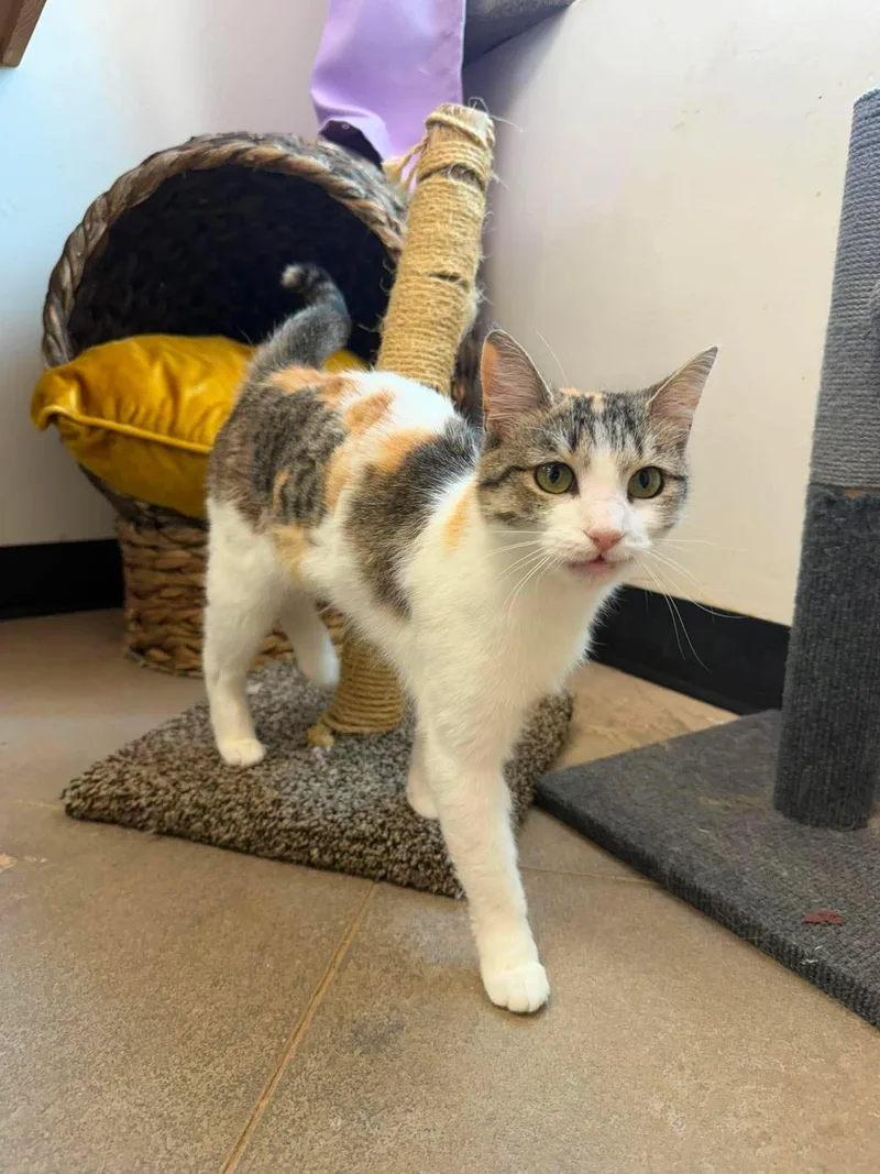 An adult medium-sized female Calico cat named Flora for adoption in Roosevelt, UT