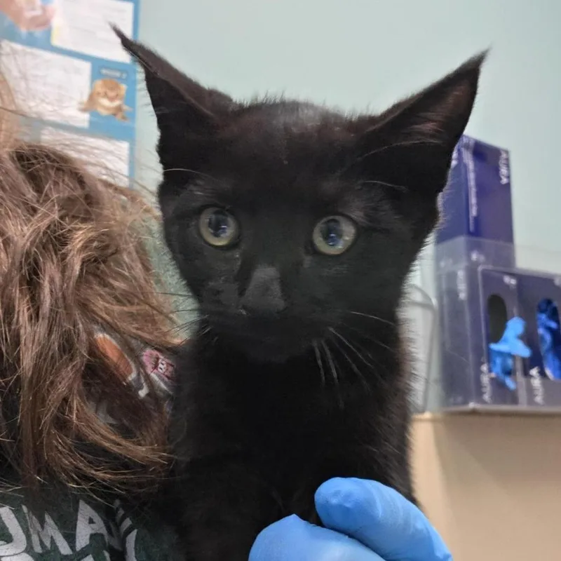 A baby small-sized male Black Domestic Short Hair cat named Seine for adoption in Tacoma, WA