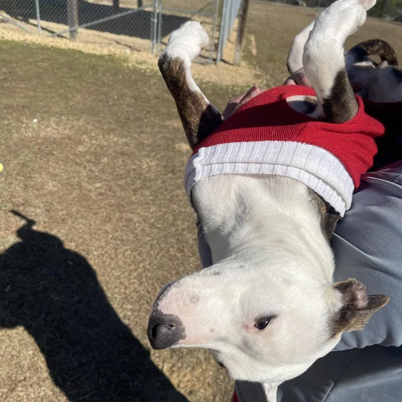 Sweetheart thumbnail 2