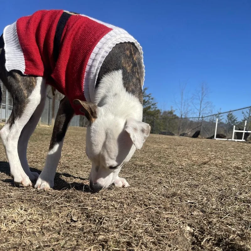 Sweetheart thumbnail 3