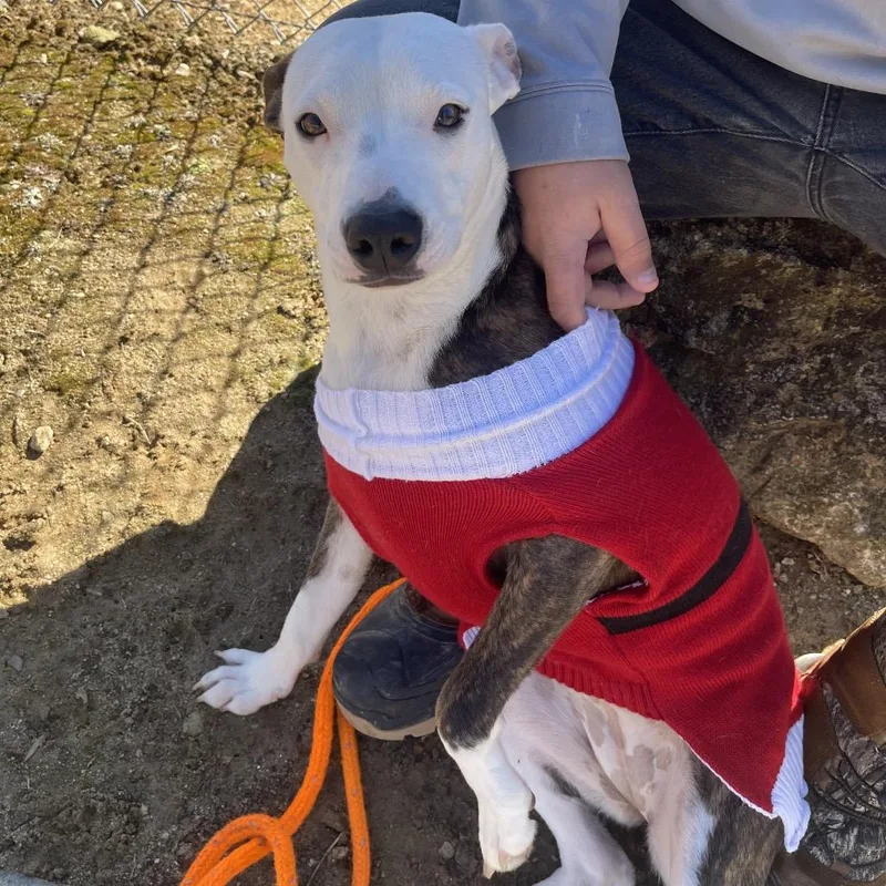 Sweetheart thumbnail 4