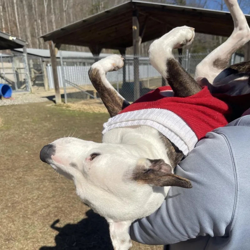 Sweetheart thumbnail 5