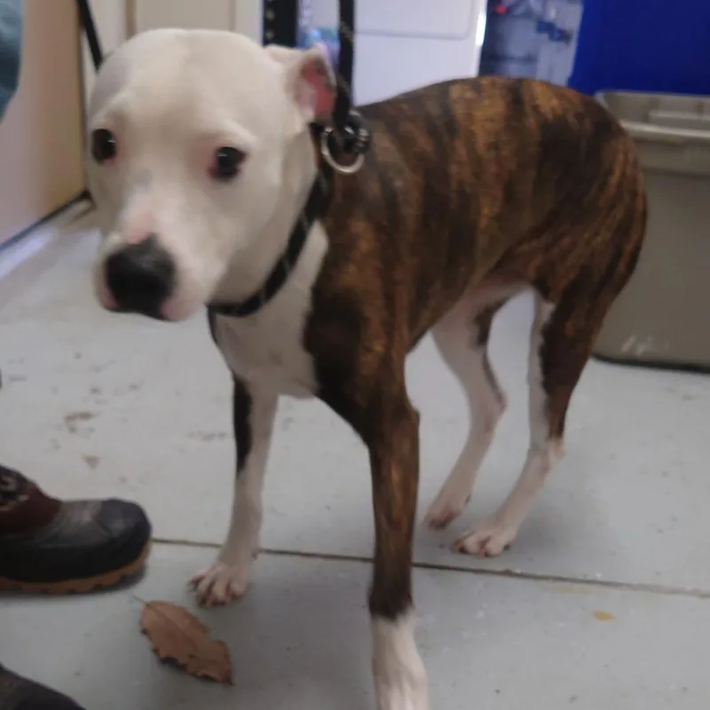 Sweetheart thumbnail 6