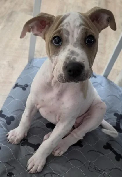 A baby small-sized female Mixed Breed dog named Piper for adoption in Honolulu, HI