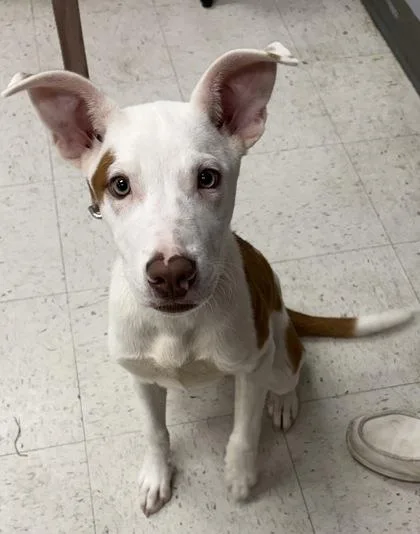 A young medium-sized male Terrier dog named Caleb for adoption in Gulfport, MS
