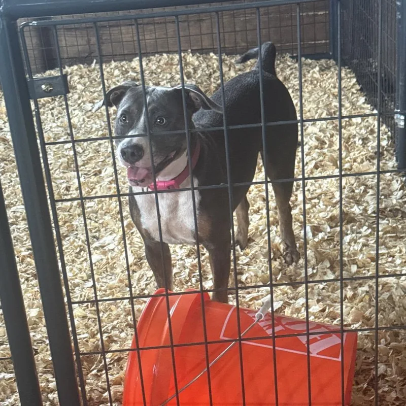 A young medium-sized female Gray / Blue / Silver Pit Bull Terrier dog named RouxCS for adoption in Anahuac, TX