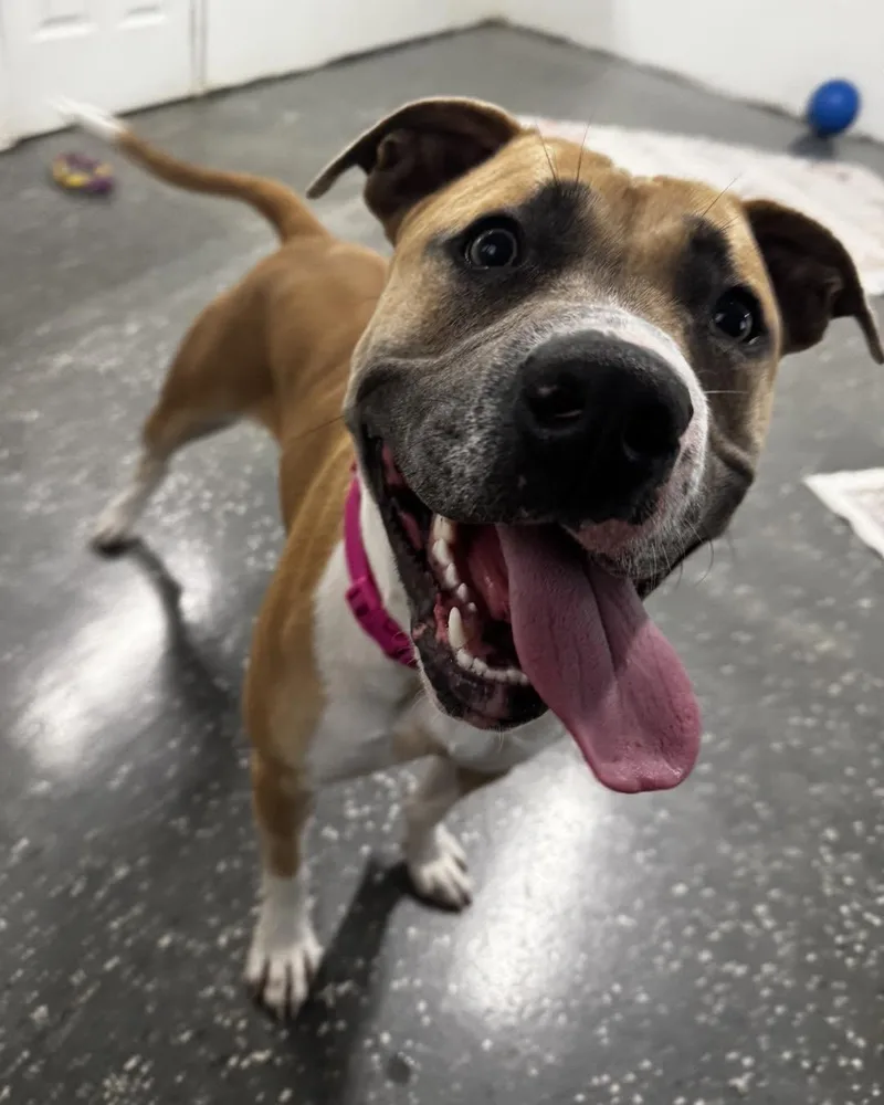 A young medium-sized female Tricolor (Brown, Black, & White) Pit Bull Terrier dog named Maggie for adoption in Youngstown, OH
