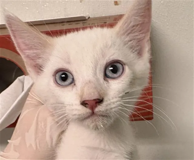 A baby small-sized male Domestic Short Hair cat named Row for adoption in Bakersfield, CA