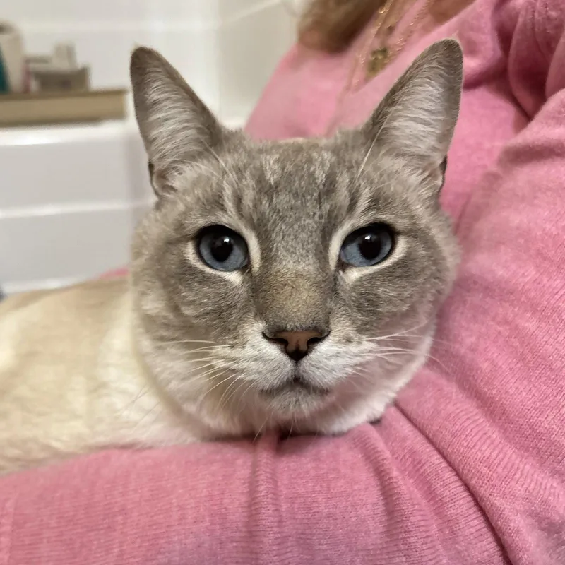 An adult large-sized male Siamese cat named Mr. Fox for adoption in Sonora, CA