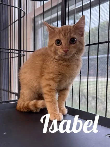 A young medium-sized female Tabby (Orange / Red) Domestic Short Hair cat named Isabel for adoption in Manistee, MI