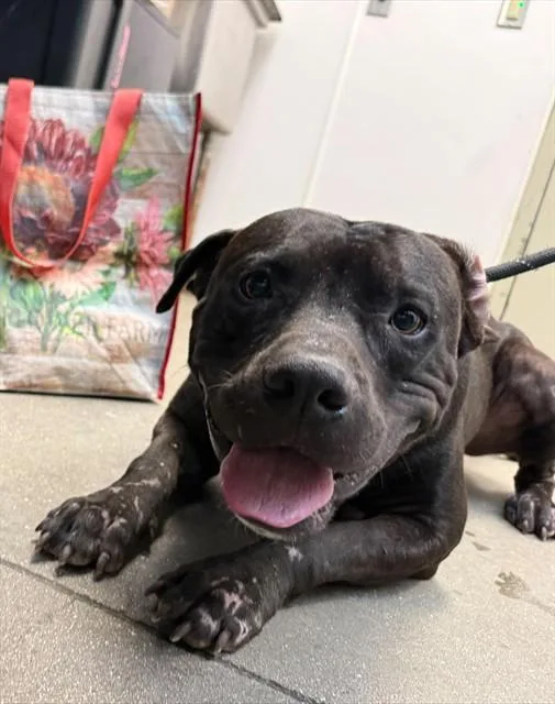 A young medium-sized male Pit Bull Terrier dog named Scar for adoption in Tucson, AZ