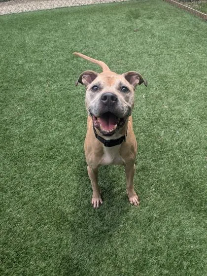 An adult large-sized male Mixed Breed dog named Cayde for adoption in Louisburg, NC