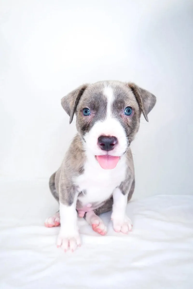 A baby medium-sized male Gray / Blue / Silver Pit Bull Terrier dog named Garfield for adoption in Bixby, OK