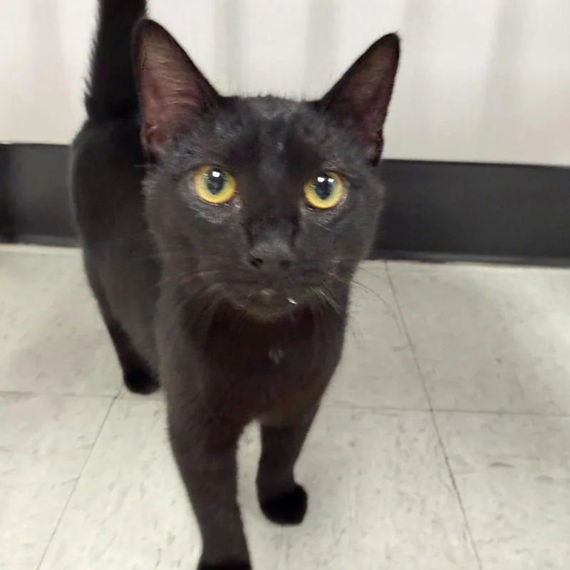 A young medium-sized female Black Domestic Short Hair cat named Thunder for adoption in Sunnyvale, CA