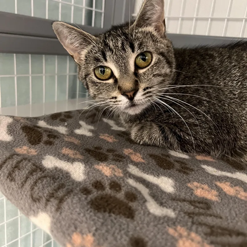 An adult small-sized female Tabby (Brown / Chocolate) Domestic Short Hair cat named Padma for adoption in Hudsonville, MI