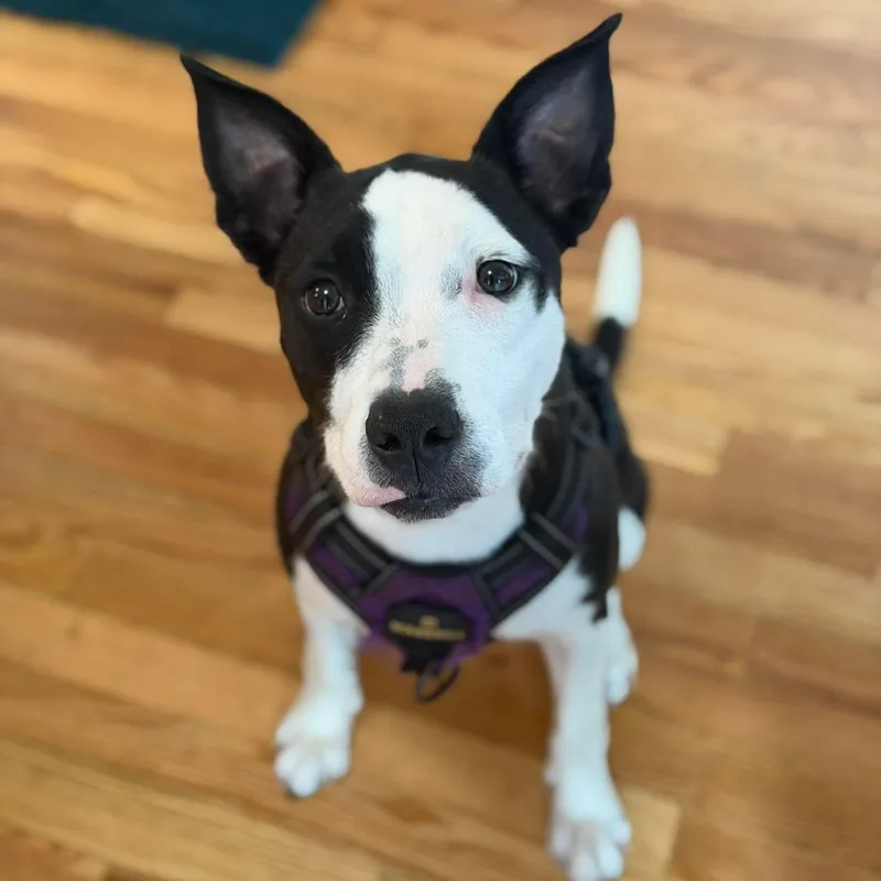 A young medium-sized female Mixed Breed dog named Magpie for adoption in Hilton, NY