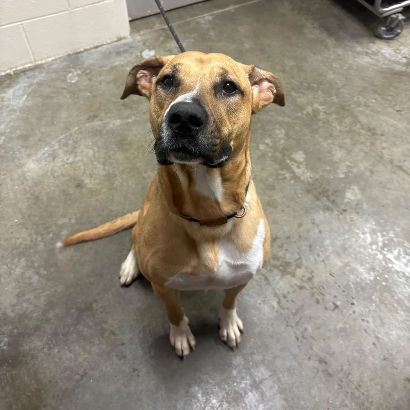 An adult large-sized male Brown / Chocolate Pit Bull Terrier dog named Mavolio for adoption in Manhattan, KS
