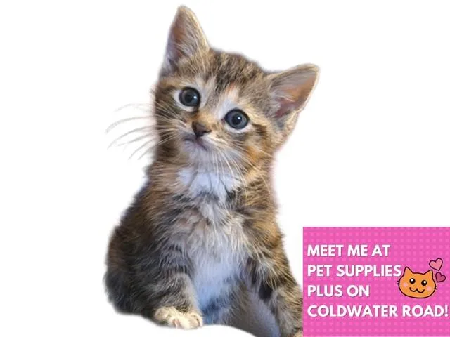 A baby small-sized female Domestic Short Hair cat named Callie for adoption in Fort Wayne, IN