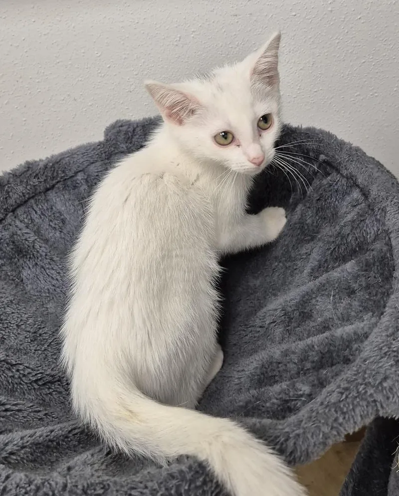 A baby small-sized female White Domestic Short Hair cat named Claire for adoption in South Bend, IN