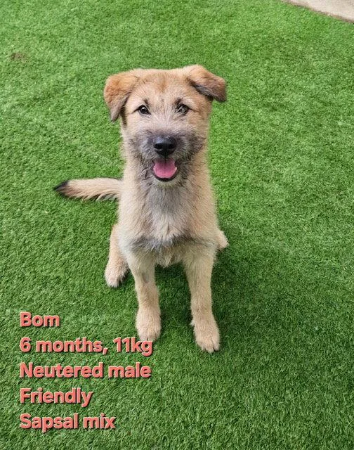 A baby medium-sized male Wheaten Terrier dog named Bom for adoption in Agoura Hills, CA