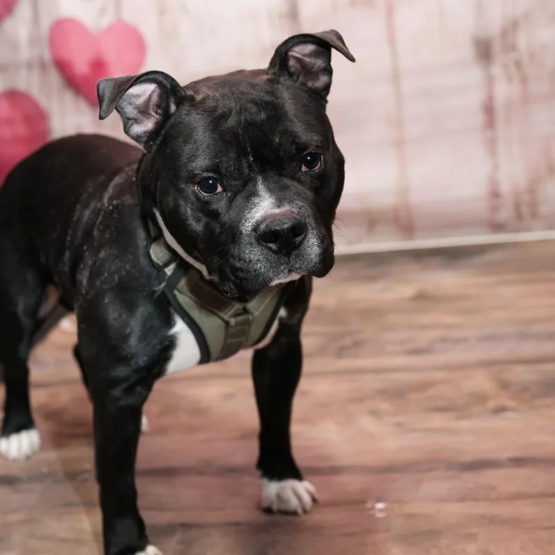 An adult medium-sized male Black Mixed Breed dog named Hershey for adoption in Plainfield, IL