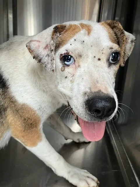 A young medium-sized female Mixed Breed dog named Manchas for adoption in Dallas, TX