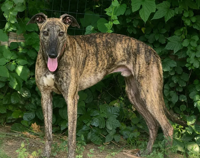 An adult large-sized male Brindle Greyhound dog named Kelsos Showtime for adoption in Allentown, PA