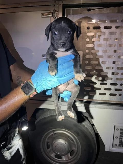 A baby small-sized male Chihuahua dog named Watermelon for adoption in San Antonio, TX