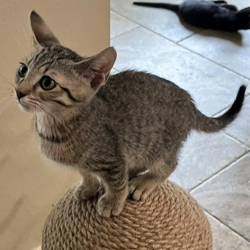 A baby medium-sized male Tabby cat named Sprint Heightsquintet for adoption in Houston, TX