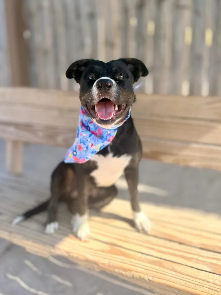 A young medium-sized female Mixed Breed dog named Darlene for adoption in Muskegon, MI