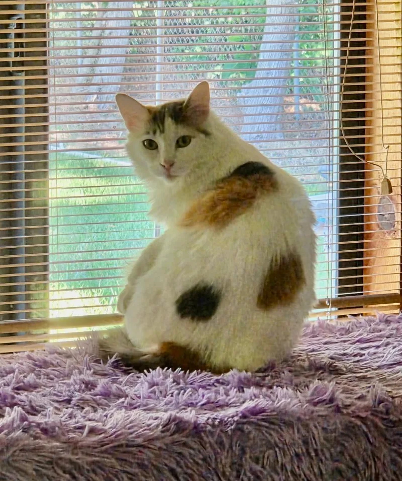 An adult medium-sized female Calico cat named Rascal for adoption in Pasco, WA
