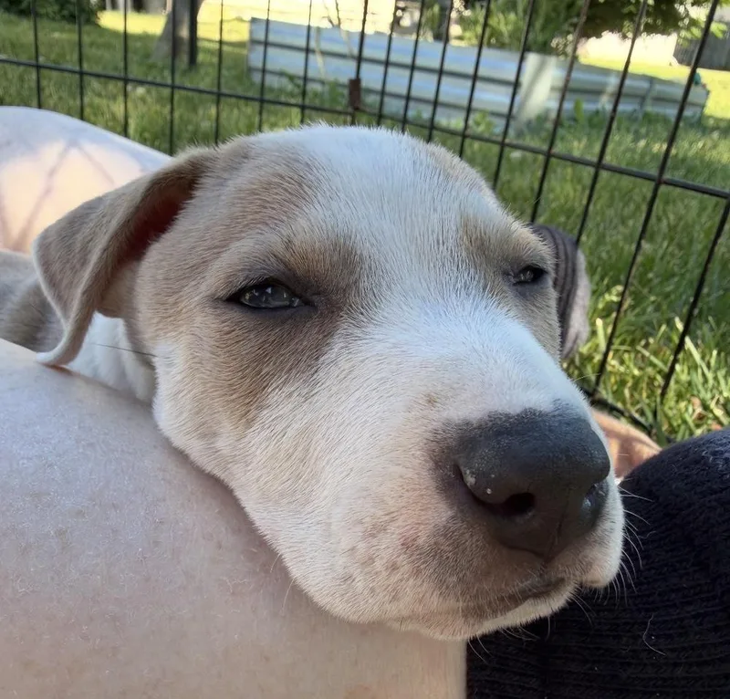 A baby medium-sized male Pit Bull Terrier dog named EvermoreM for adoption in Wenonah, NJ