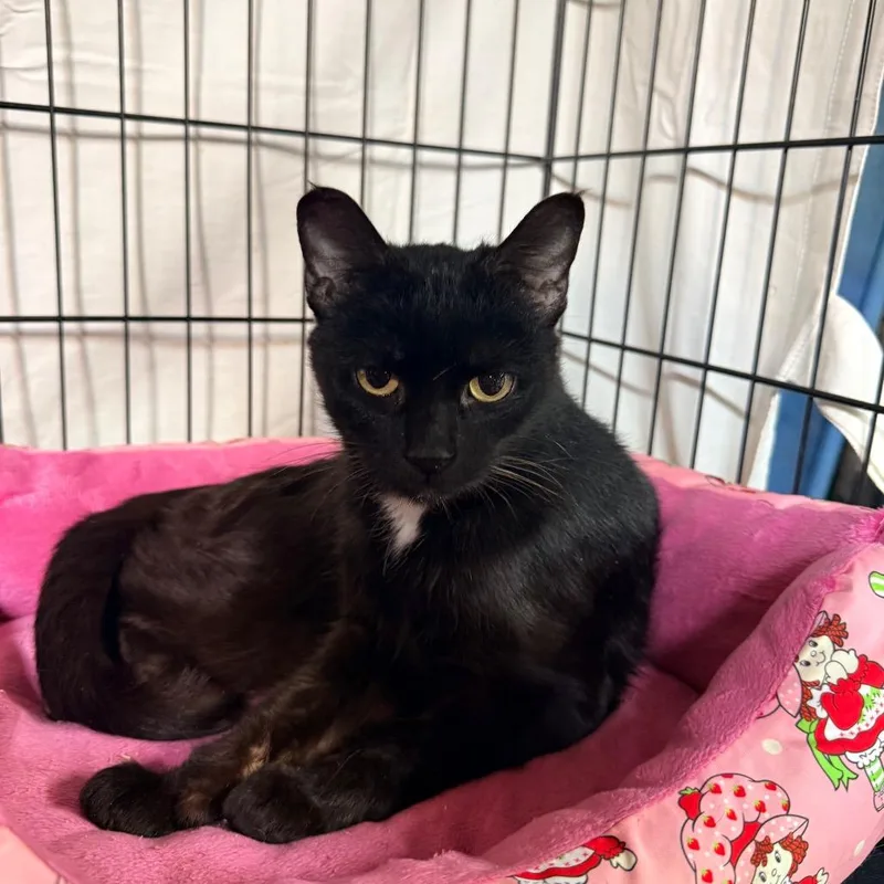 An adult medium-sized female Black Domestic Short Hair cat named Rustoleum for adoption in Irwin, PA