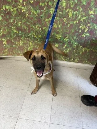 An adult medium-sized female Shepherd dog named Barb for adoption in San Antonio, TX
