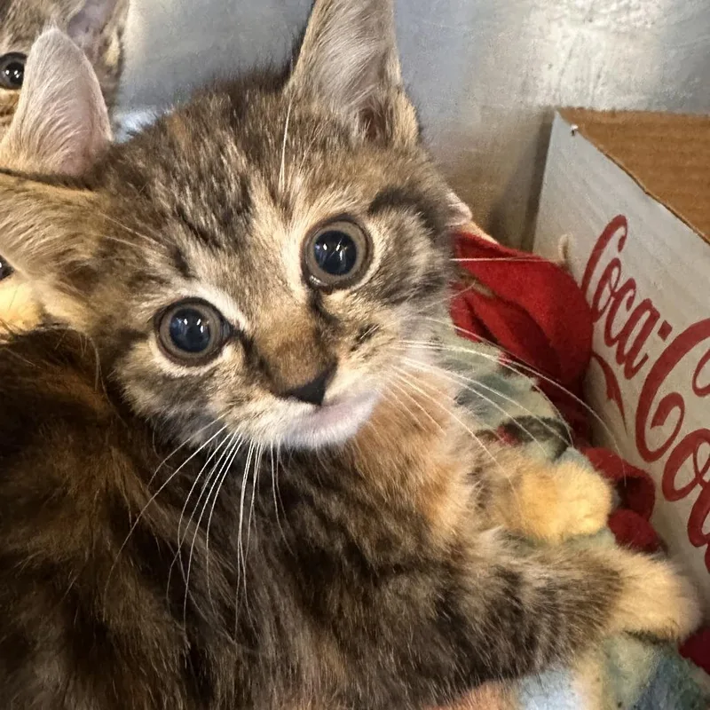 A baby small-sized female Gray / Blue / Silver Domestic Short Hair cat named Moxi for adoption in Corinth, MS