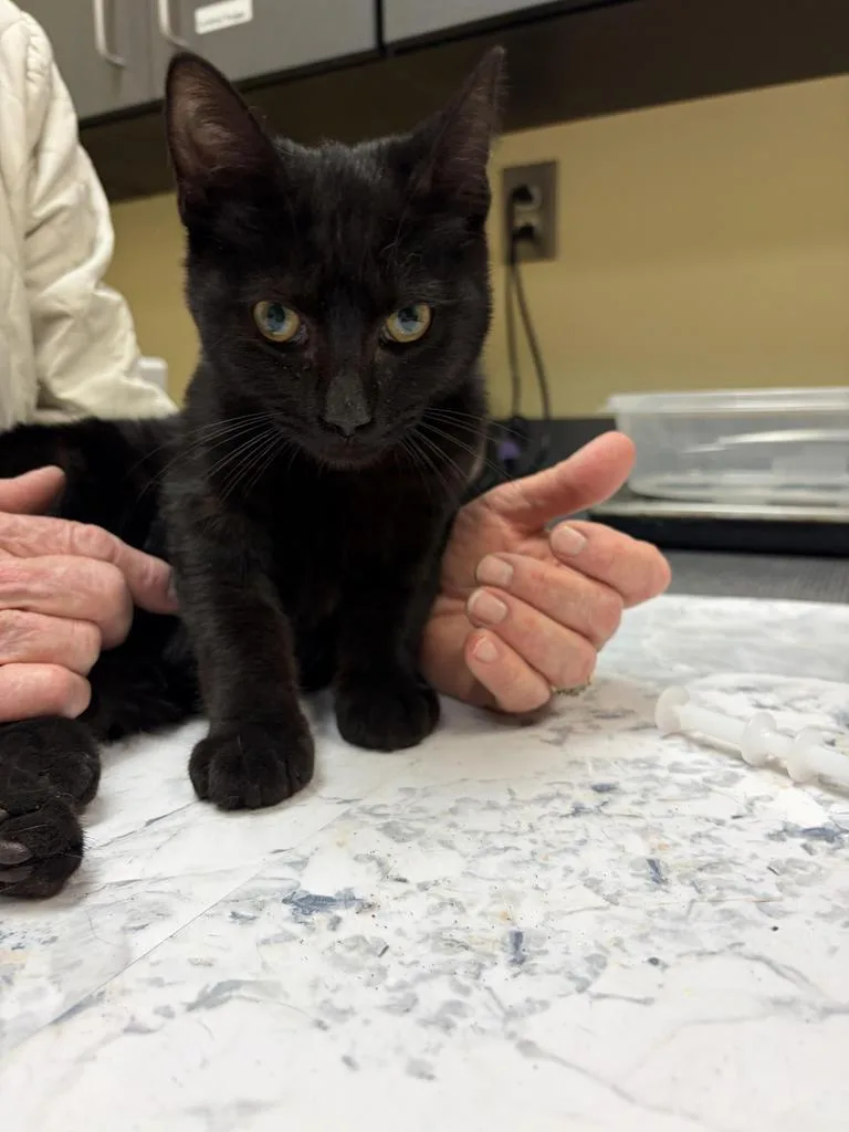 A baby medium-sized male Domestic Short Hair cat named Pickens for adoption in Florence, SC