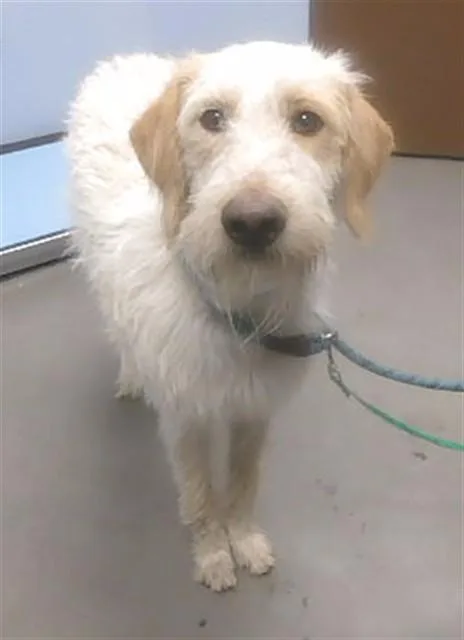 An adult large-sized male Spinone Italiano dog named Spicoli for adoption in Phoenix, AZ