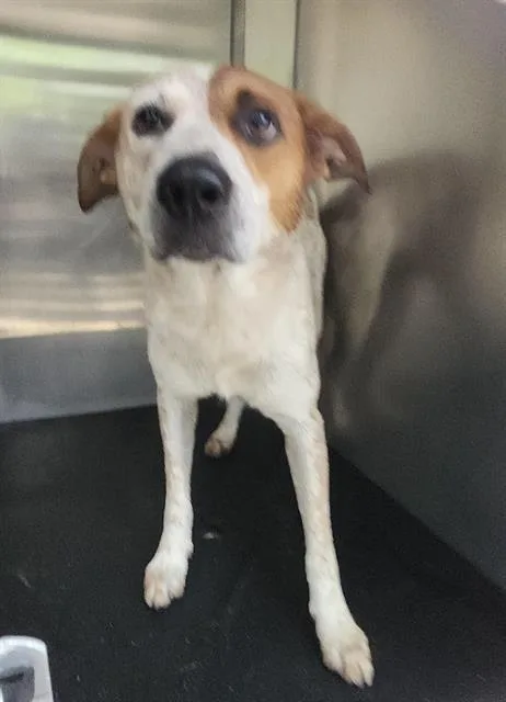 A young medium-sized male Australian Cattle Dog / Blue Heeler dog named Champ for adoption in San Antonio, TX