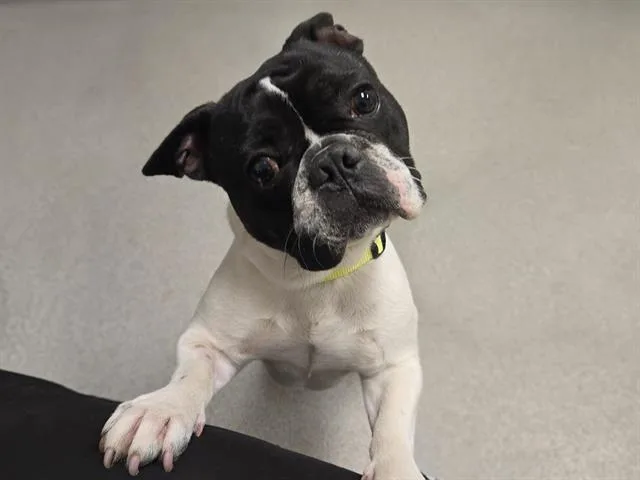 A young small-sized male French Bulldog dog named Lando for adoption in Auburn, CA