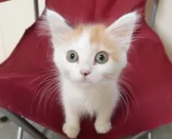 A baby small-sized female Domestic Long Hair cat named Sweetie for adoption in Pueblo, CO