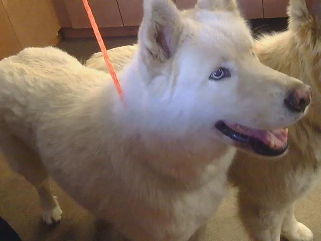 Tundra