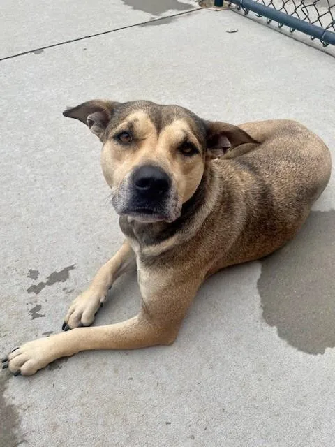A young large-sized female Pit Bull Terrier dog named Missy Sue for adoption in Tulsa, OK