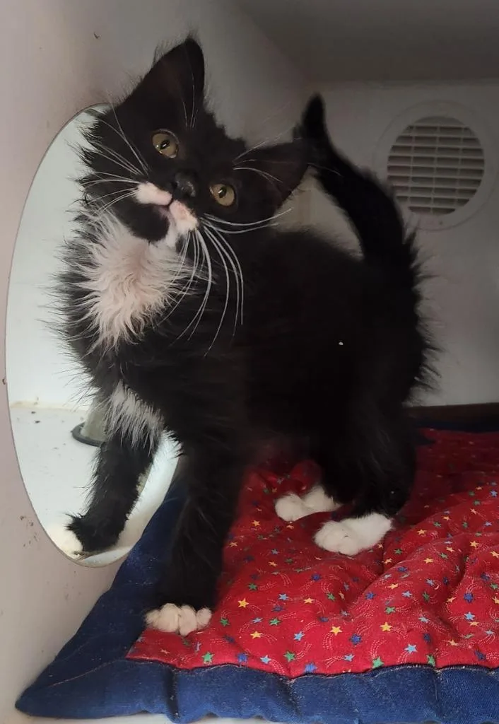 A baby small-sized male Domestic Medium Hair cat named Walter for adoption in Walnutport, PA