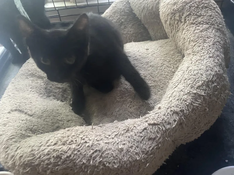 A baby small-sized female Domestic Short Hair cat named Bailey for adoption in Troy, NY